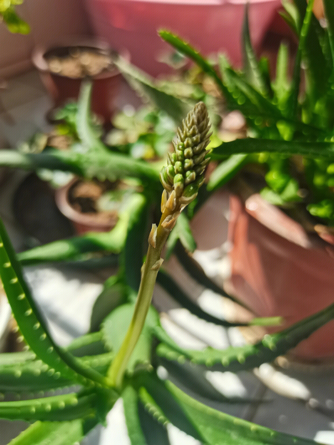 芦荟会开花吗 风水图片