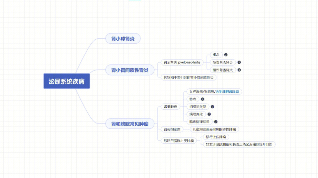 肾单位的组成思维导图图片