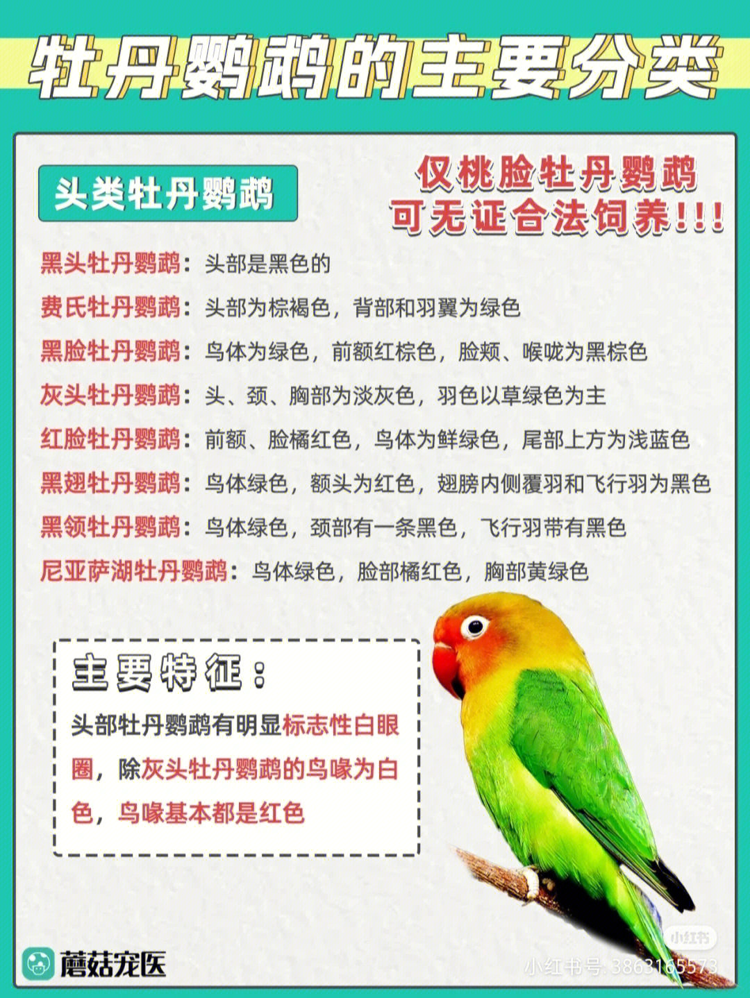 费氏牡丹鹦鹉怎么养图片