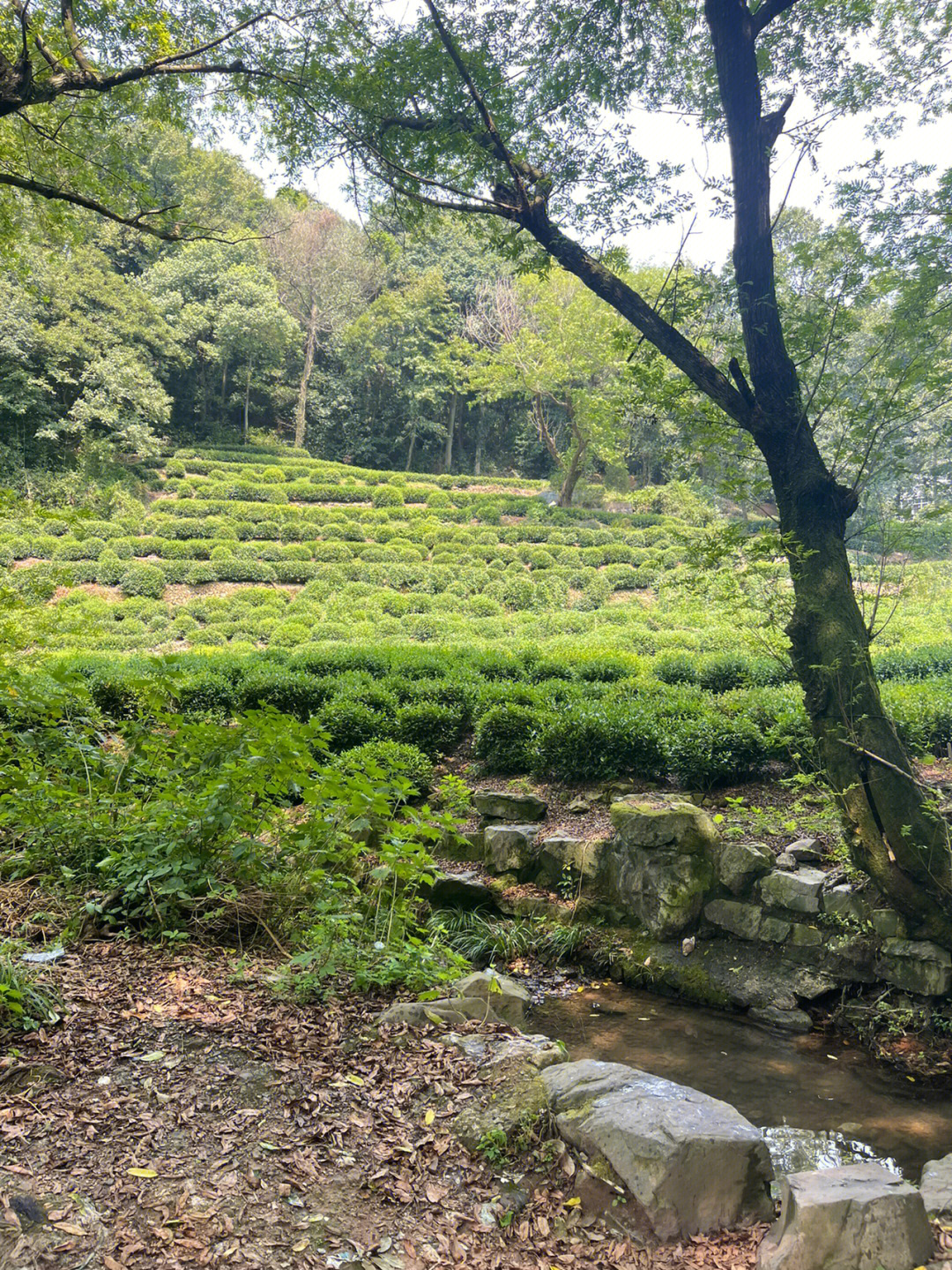 杭州市九溪十八涧照片图片