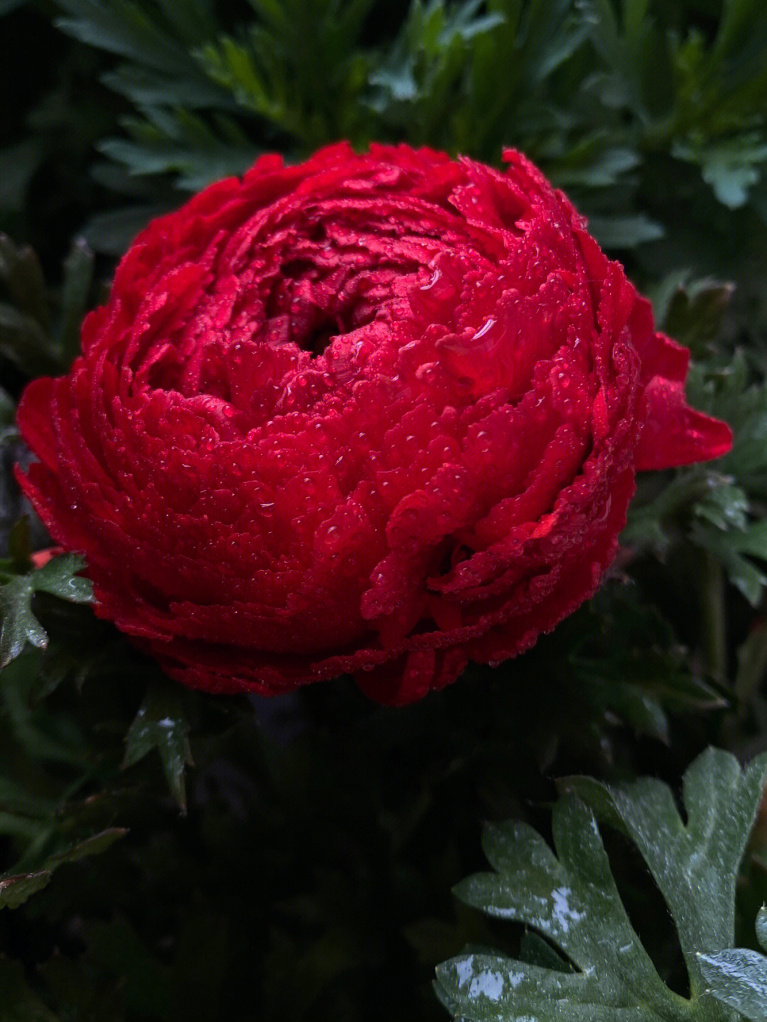 红色花毛茛花语图片