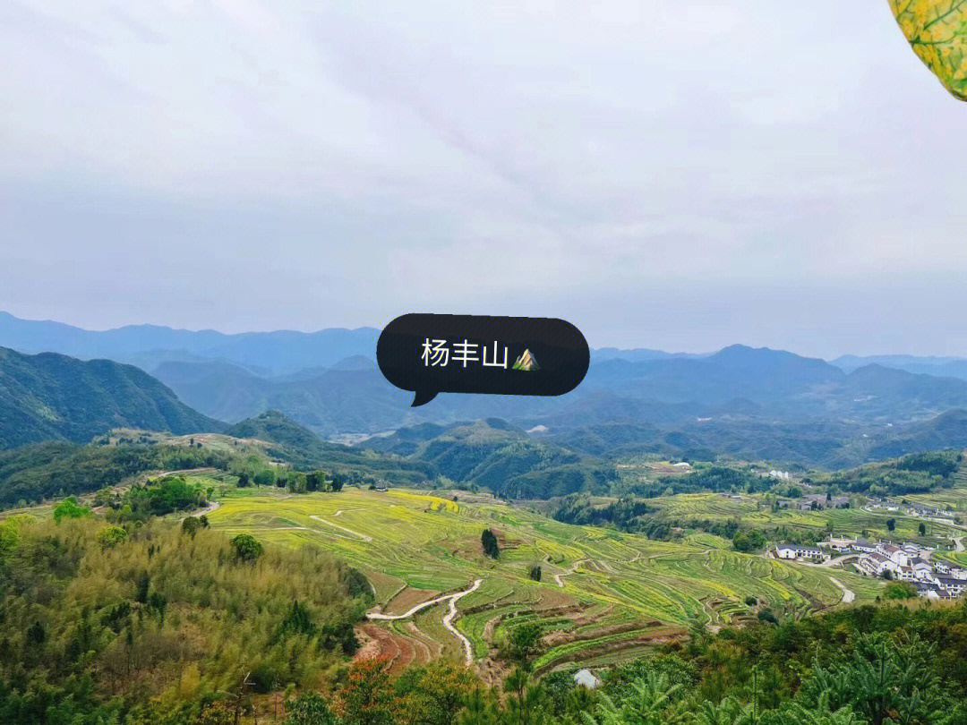 仙居油菜花地杨丰山72