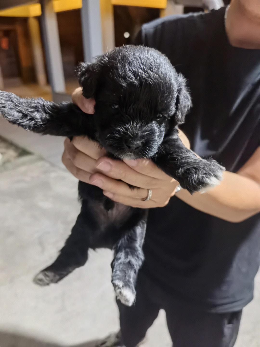 自家小土狗寻好人家