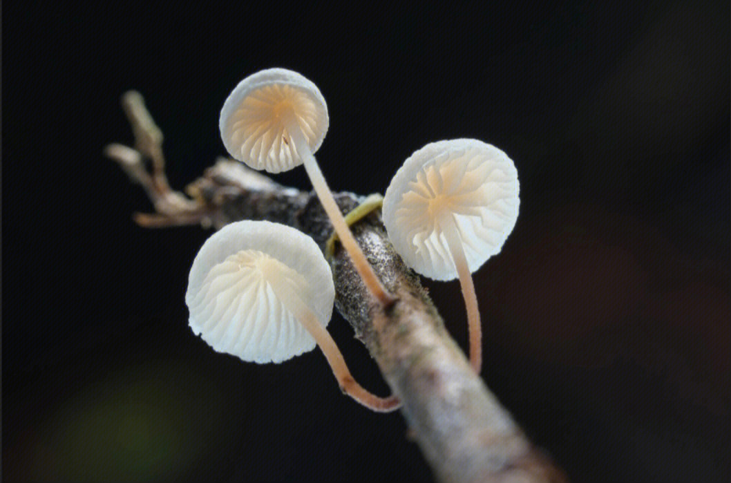 最小的真菌图片