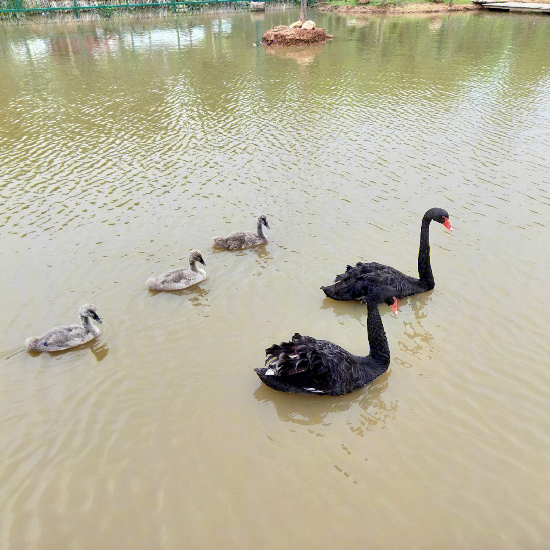 伊滨区天鹅湖湿地公园图片