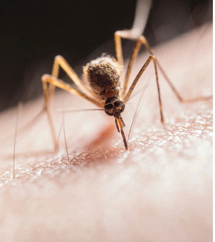有毒的蚊子图片