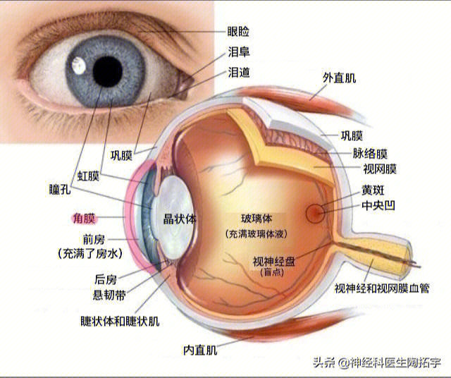 医学生笔记眼球