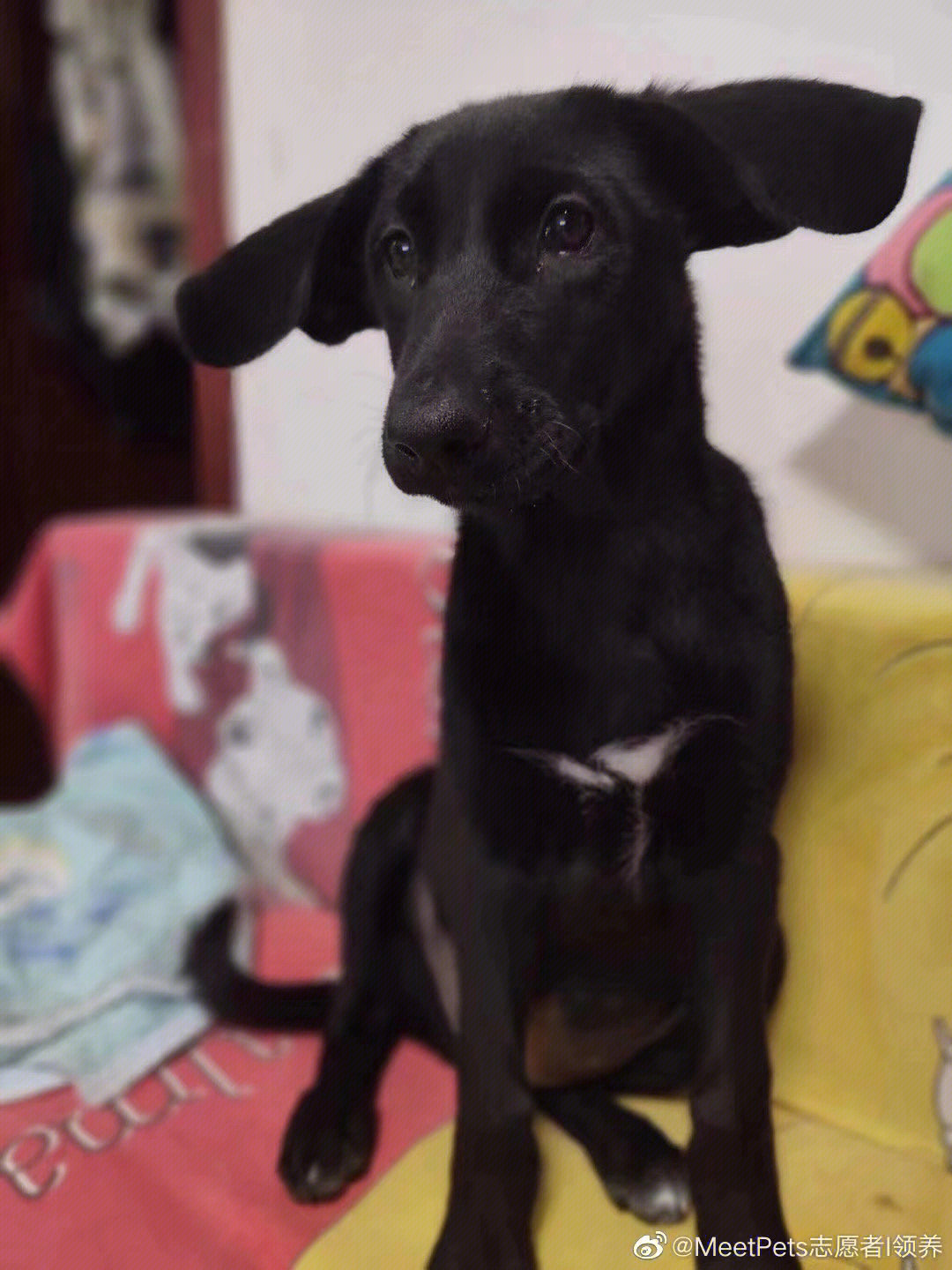 耳朵超级可爱的小狗狗求领养北京