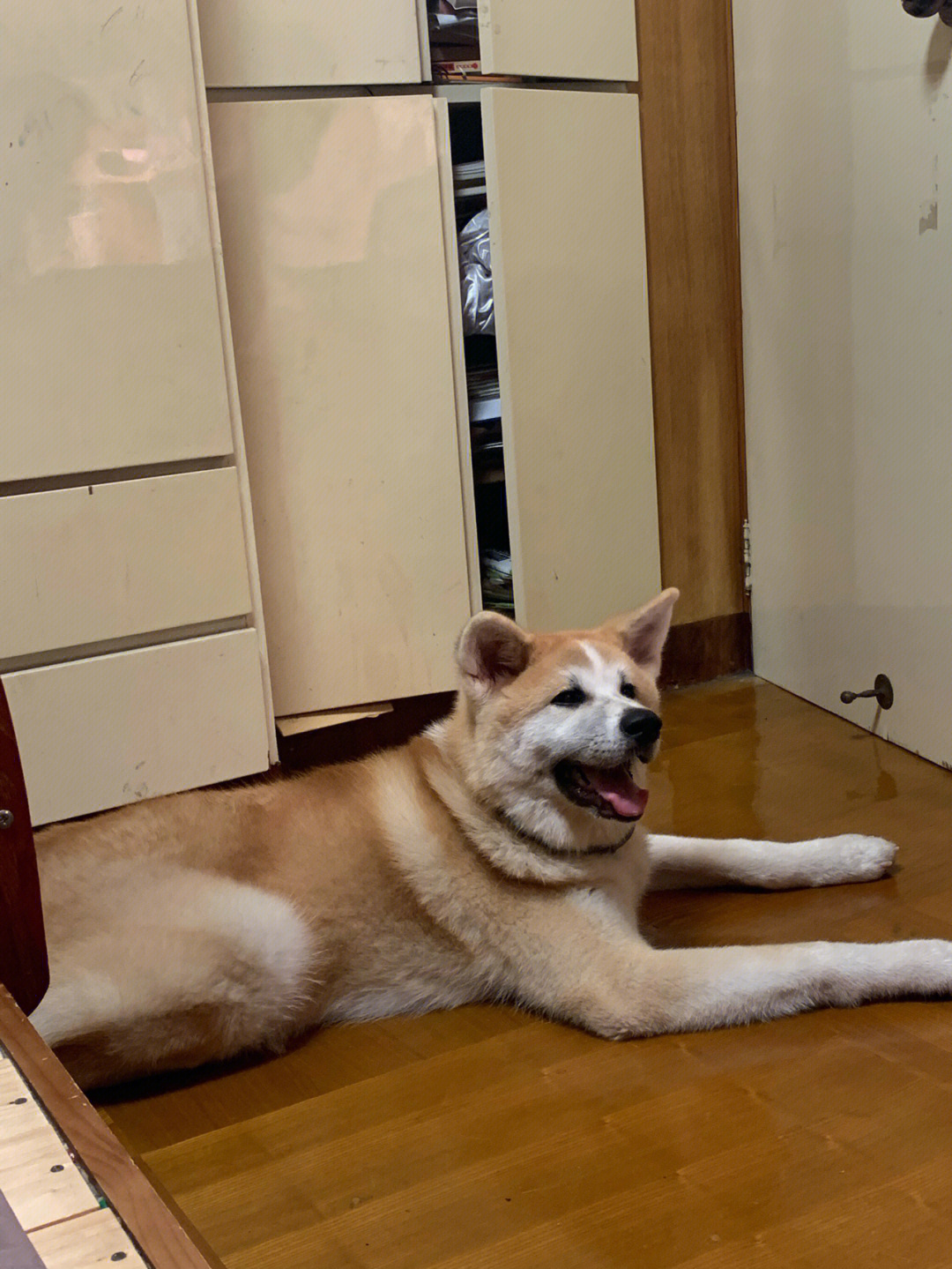 秋田犬尴尬期图片