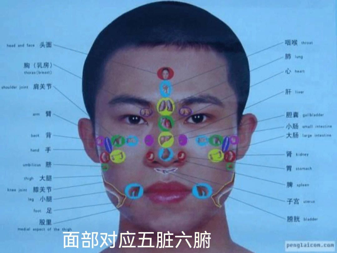 面部穴位按摩对应五脏六腑的病症