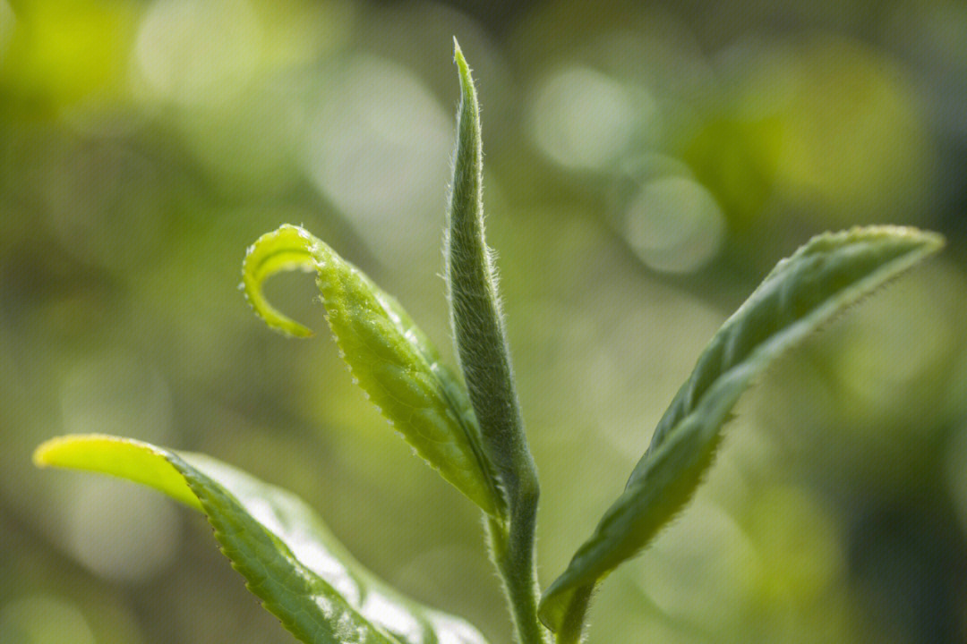 好茶知时节当春乃采撷千荷茶坊