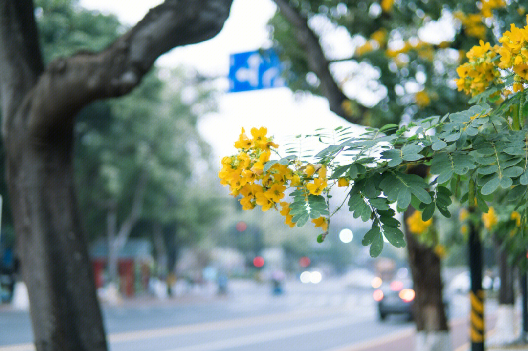 都江堰市光明街图片