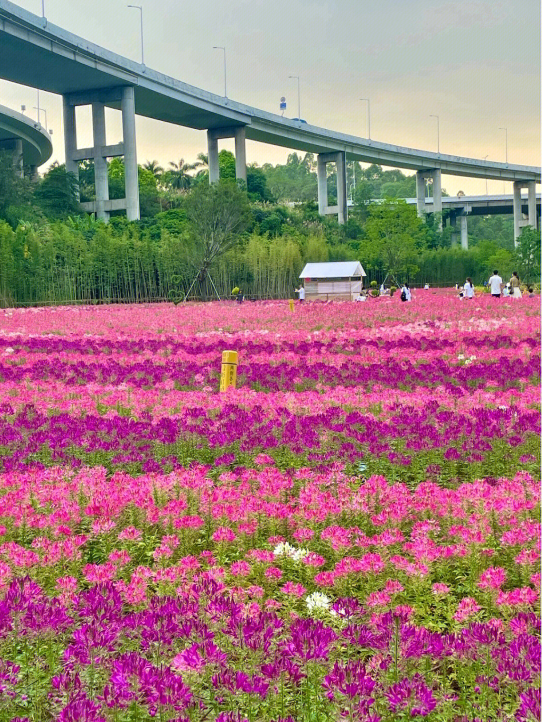 深圳坪山坑梓花海图片