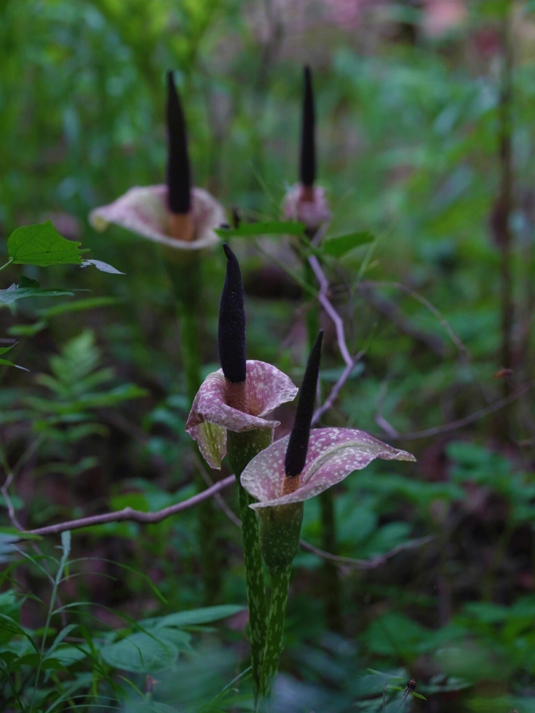 魔芋,花还挺清新的,味道吗有点咸鱼的味道,挺招苍蝇#野花#天南星科