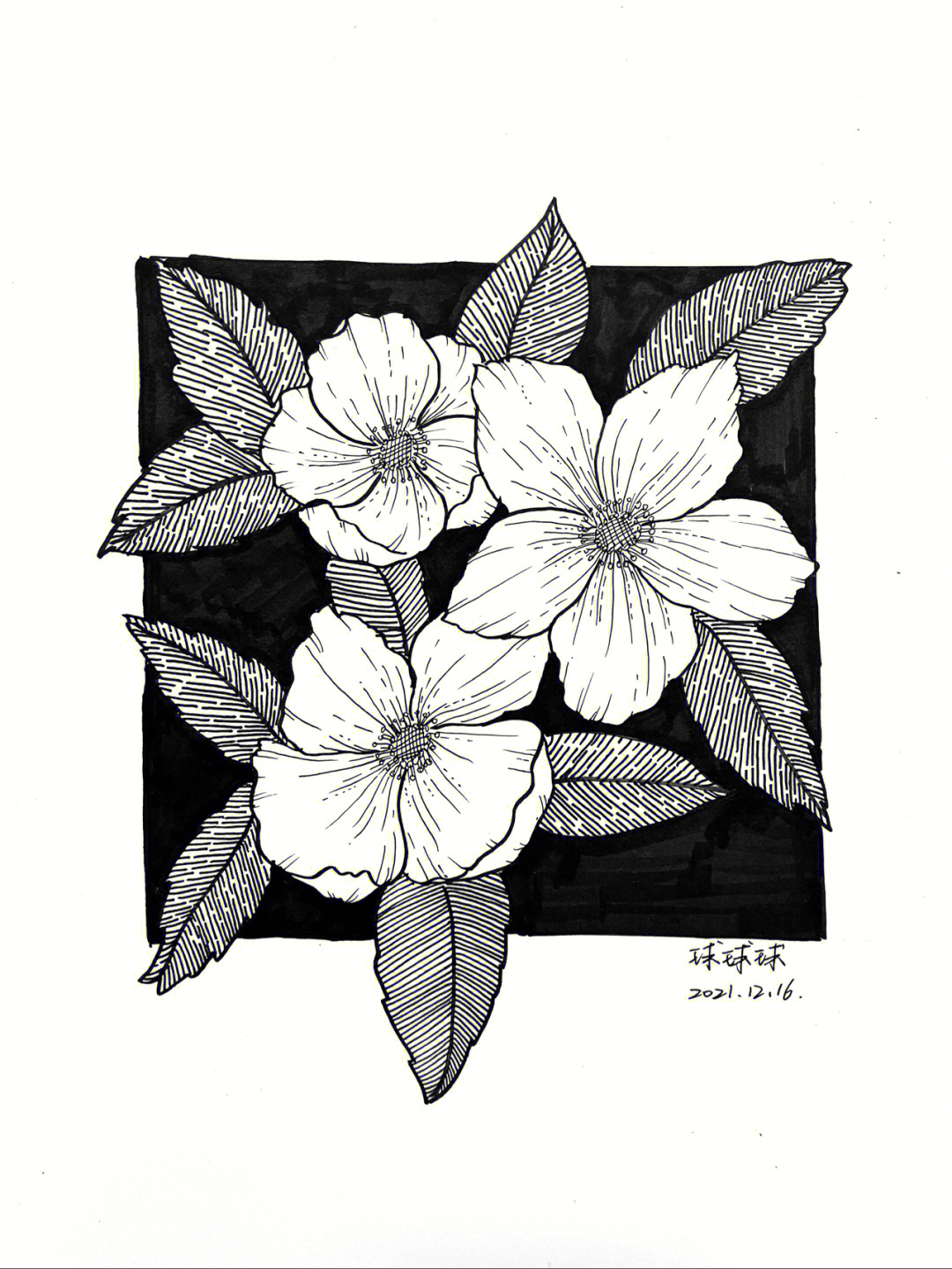 植物黑白装饰画简单图片