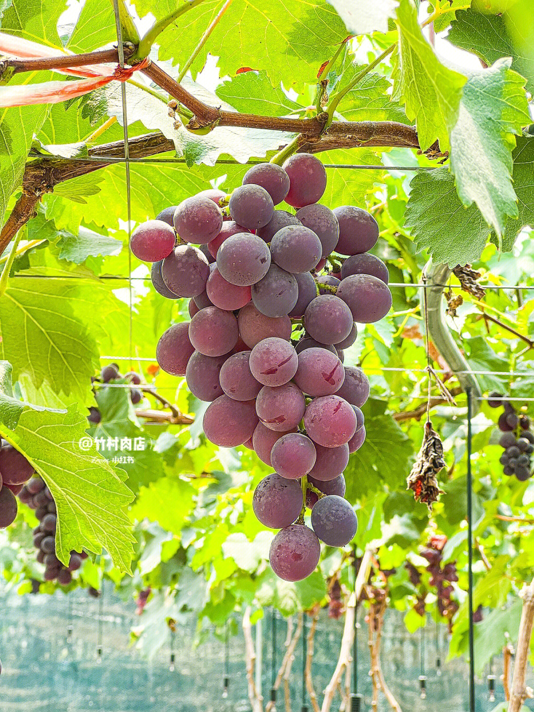 绿富士葡萄品种简介图片