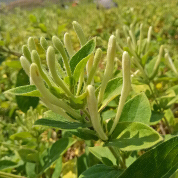 平邑金银花具有花蕾肥大,色泽纯正,味道清香,绿原酸含量高.