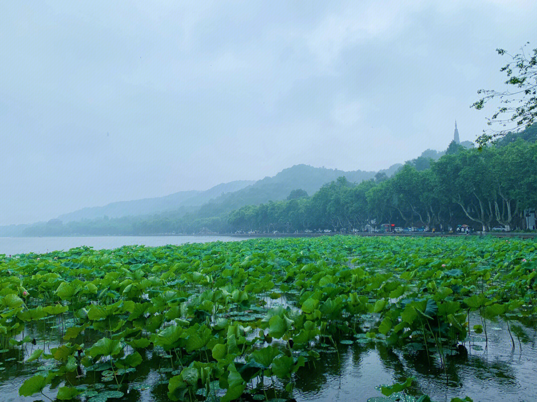 雨中西湖荷花图片