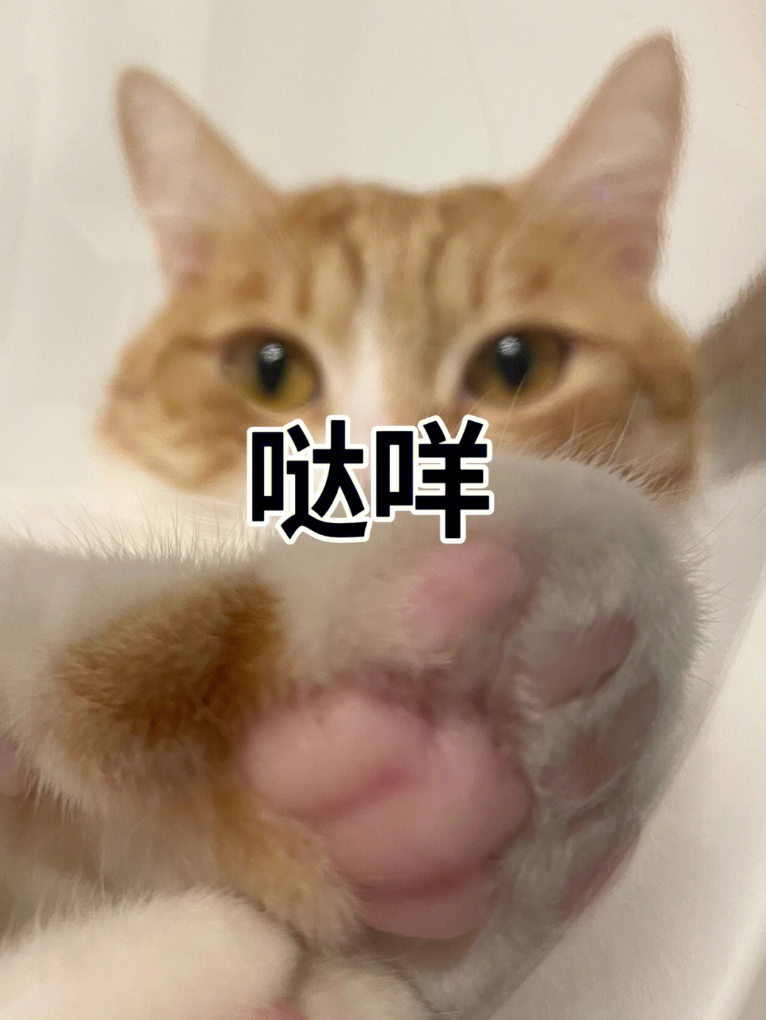 猫咪哒咩表情包图片