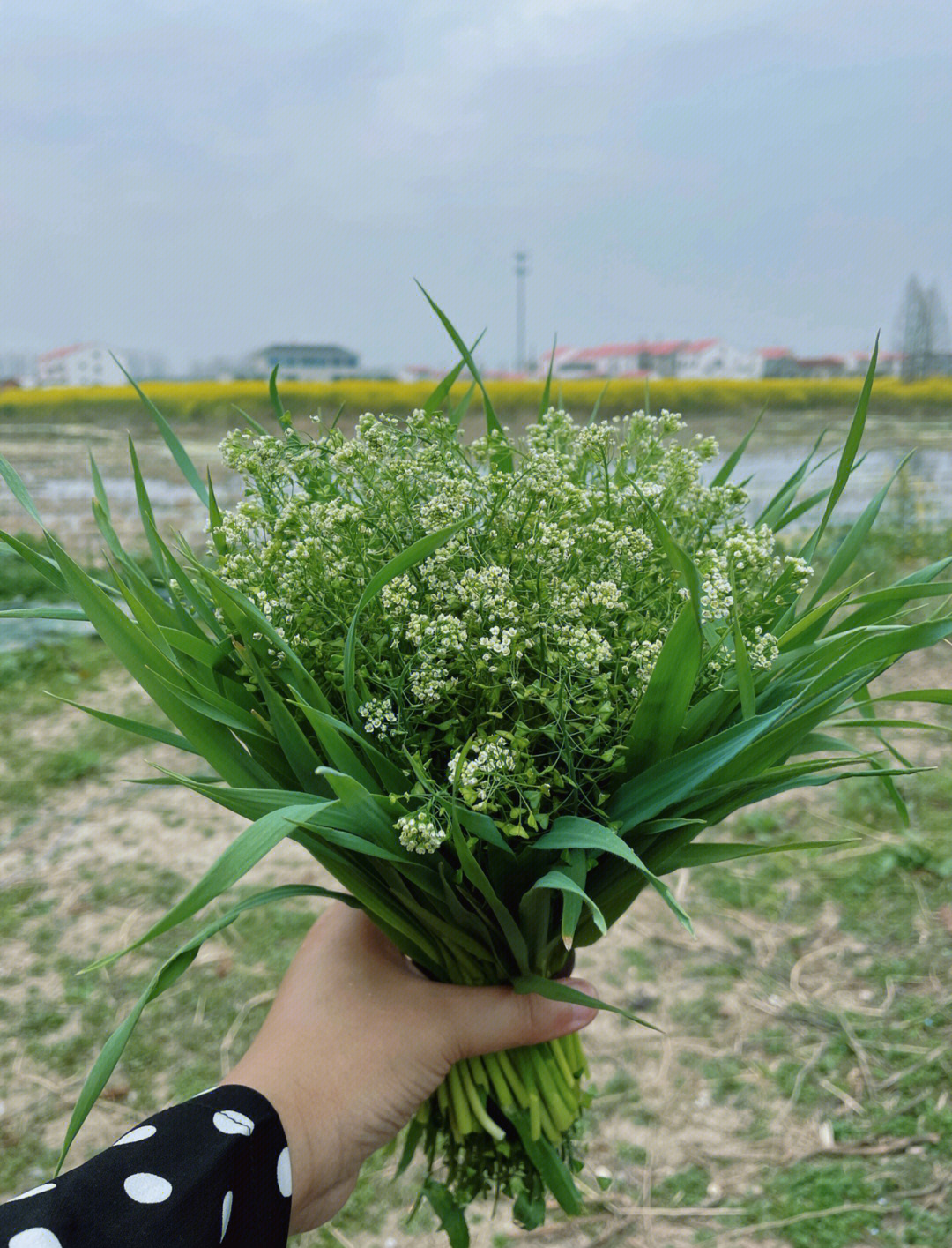 地菜的花语图片