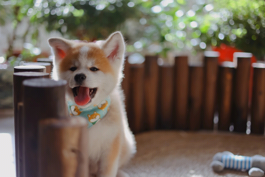 微笑的秋田犬高清壁纸图片