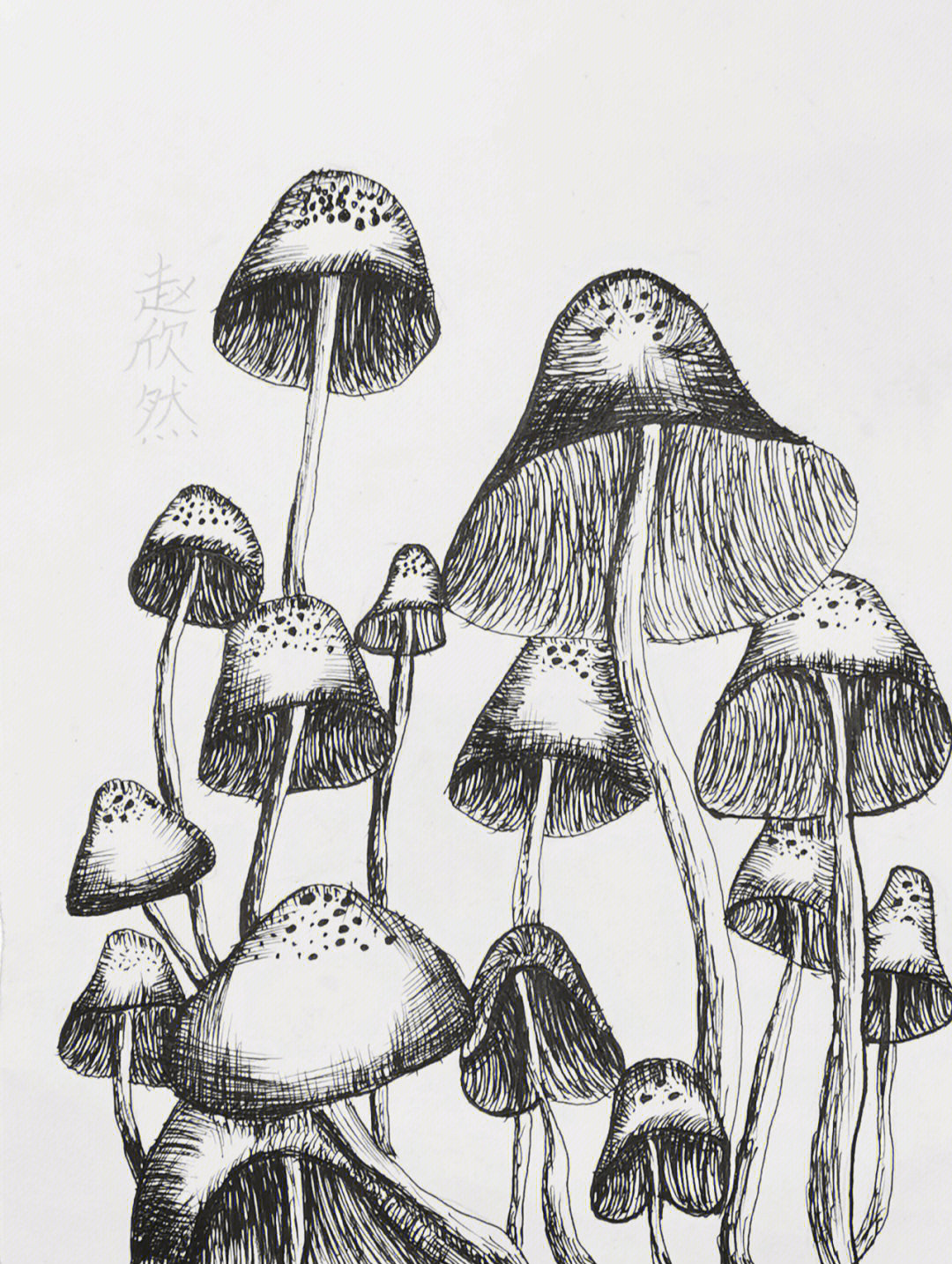 线描画丨蘑菇