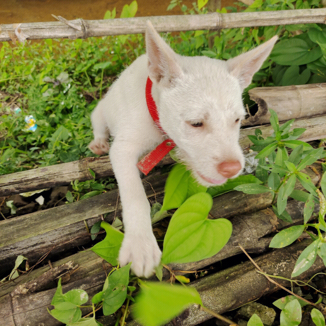 下司犬和田园犬的友情