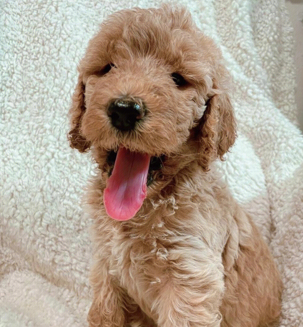 家庭新成员金贵犬f1bgoldendoodle08