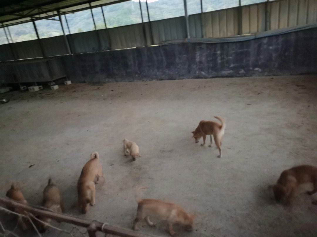 太仓沙溪狗场图片