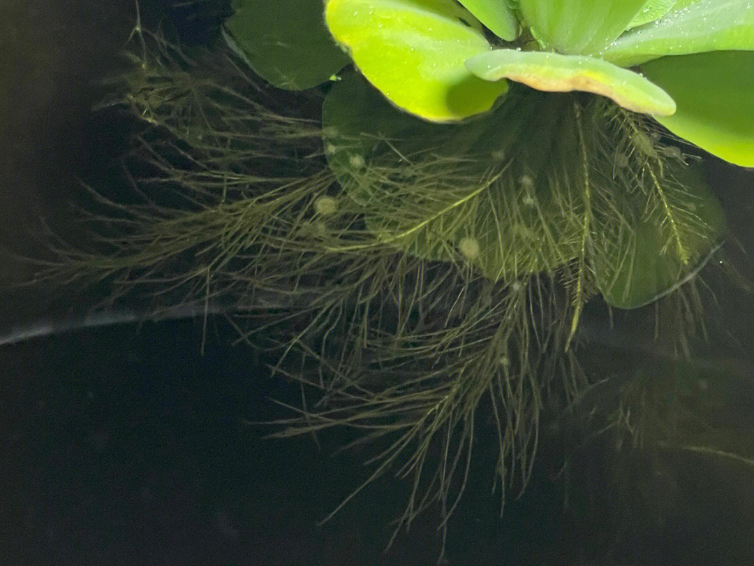 水芙蓉大酒店海市蜃楼图片