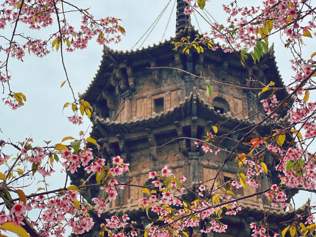 泉州开元寺樱花图片