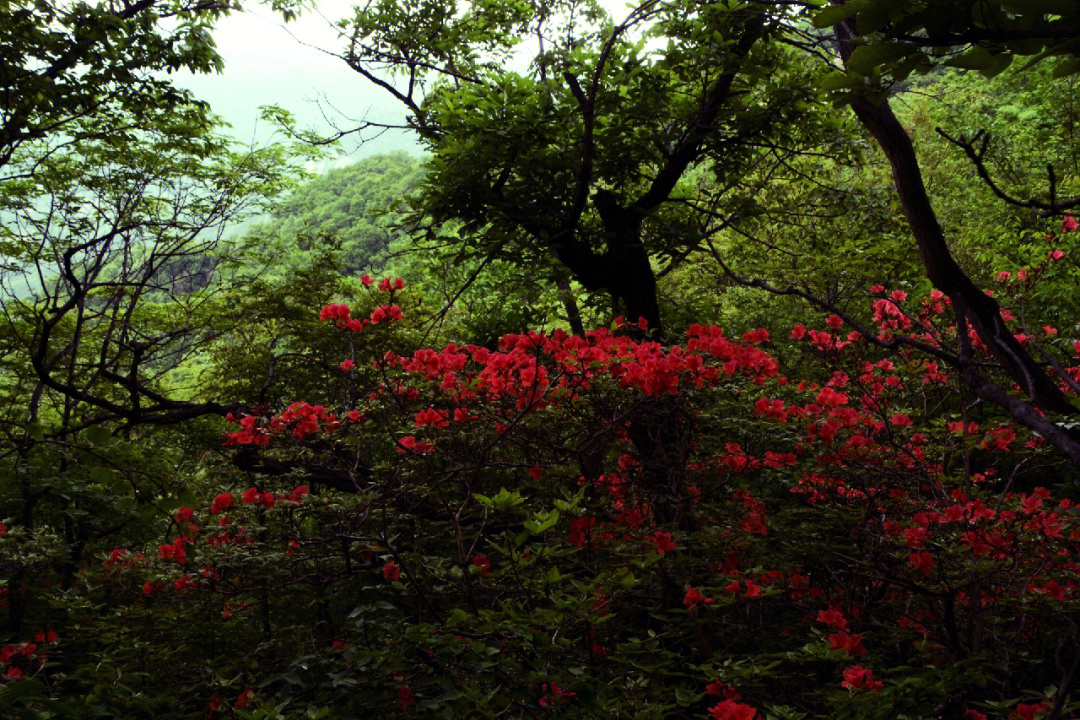 满山开遍哟映山红