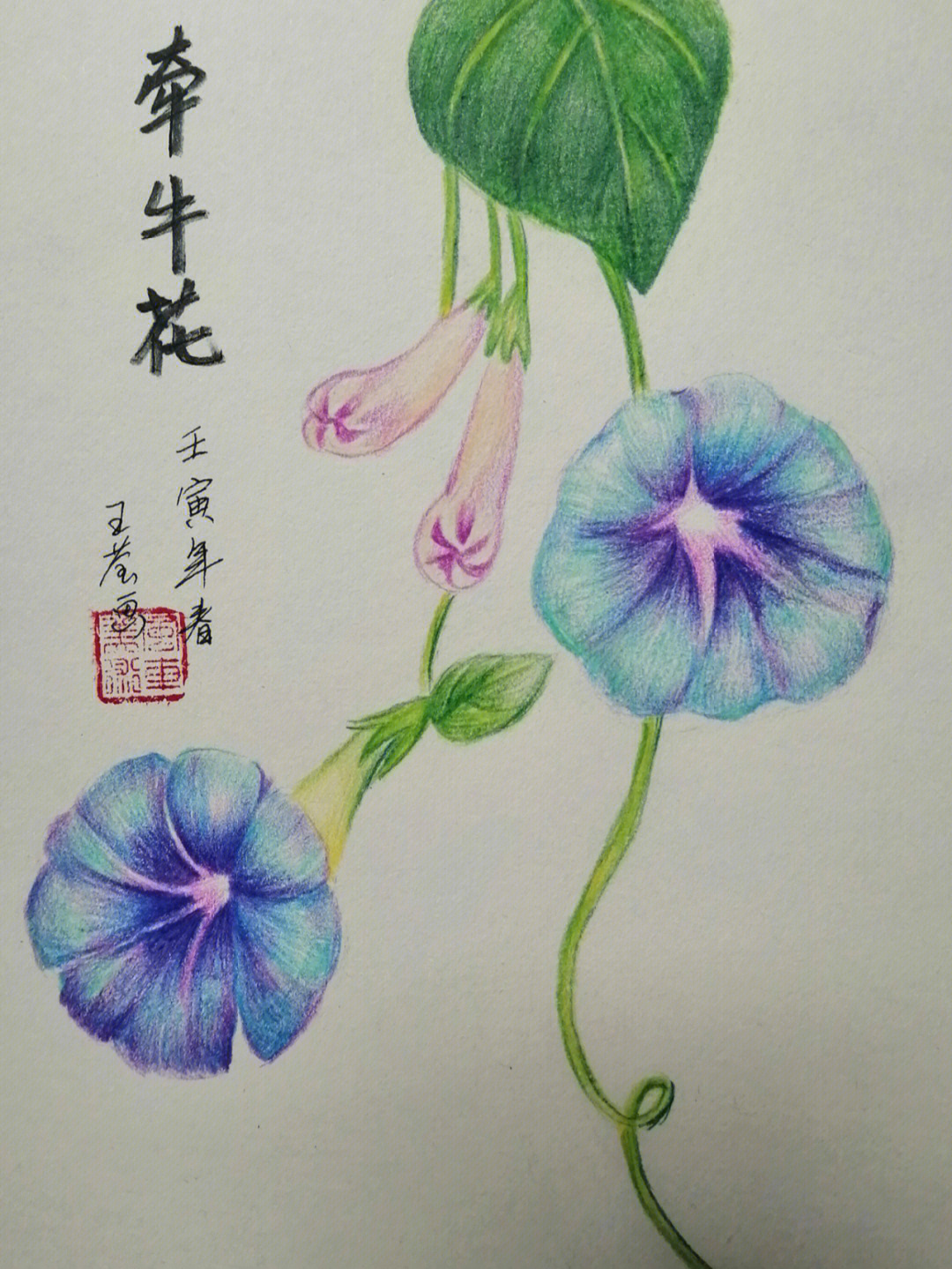 牵牛花颜料画图片