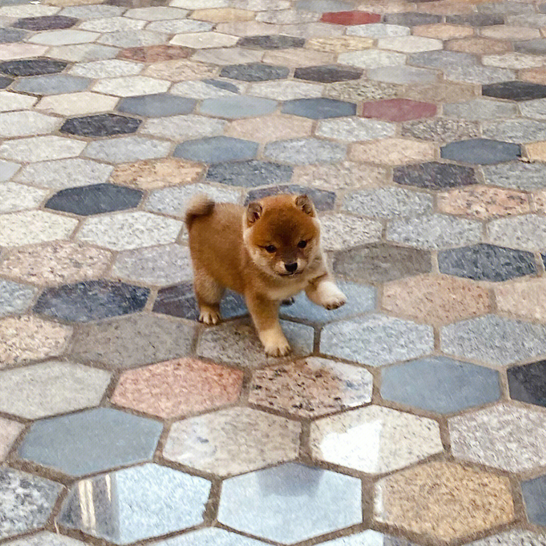 豆柴犬小时候图片