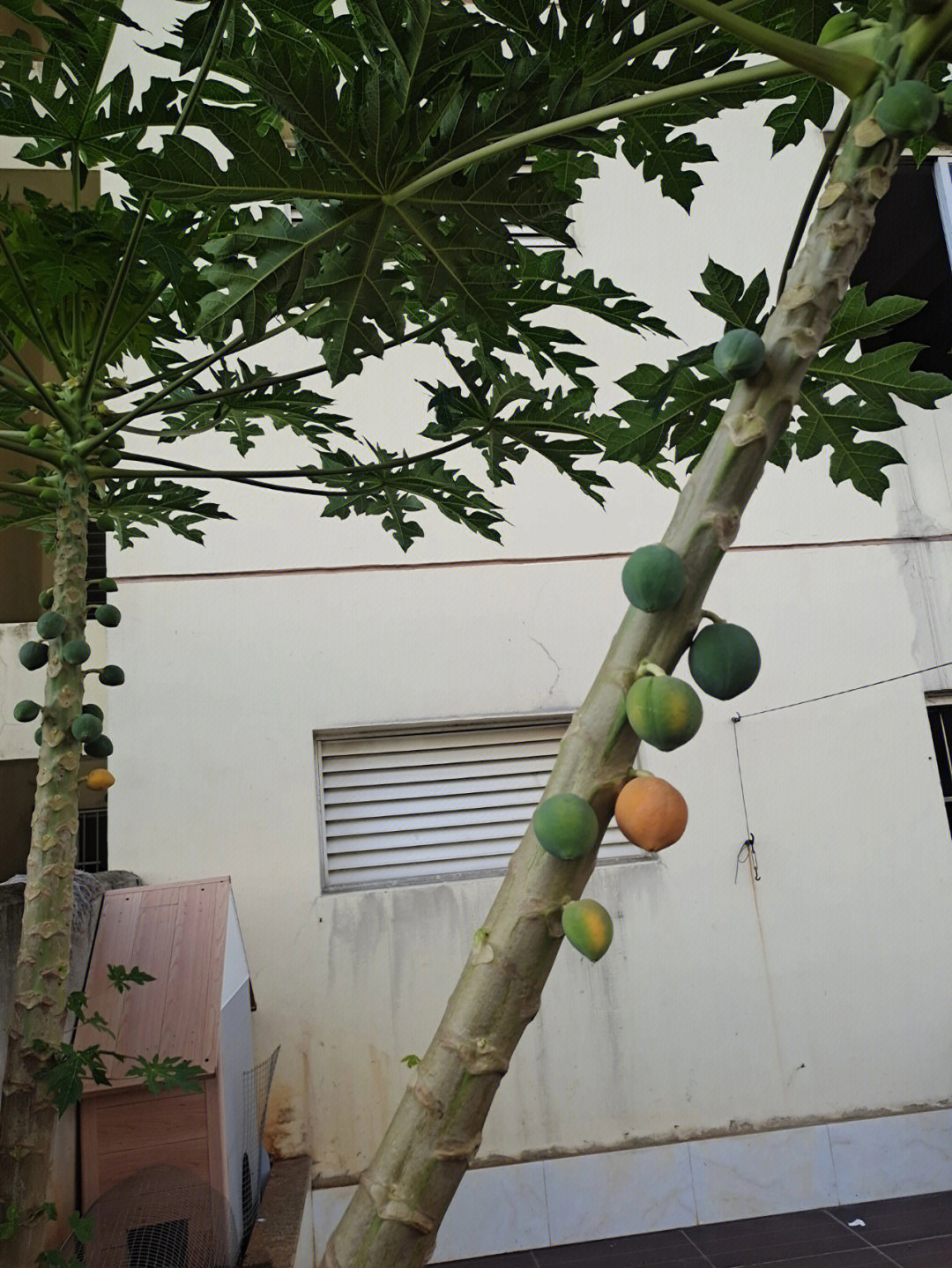 去年露台上种的木瓜树结果成熟了