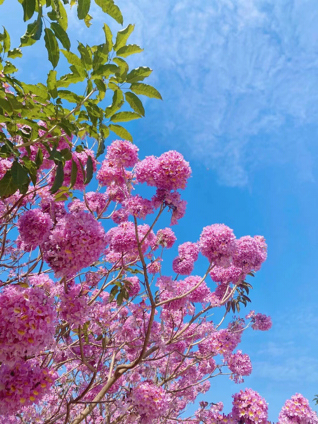 新会风铃花地址图片