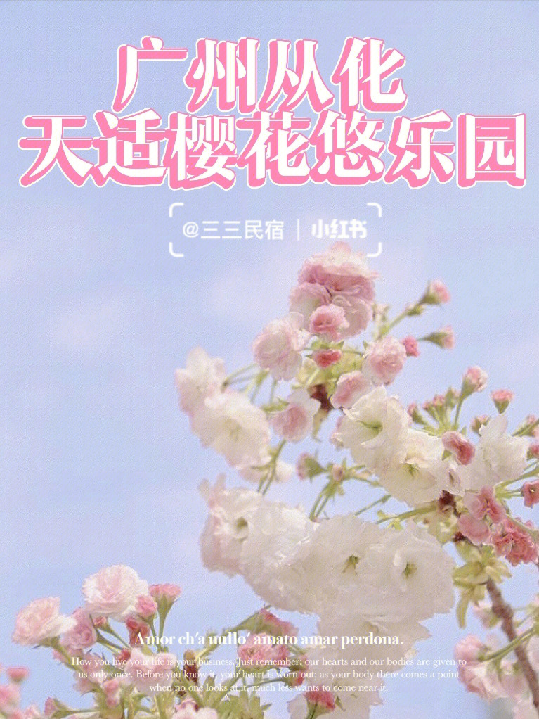 从化天适樱花园门票图片