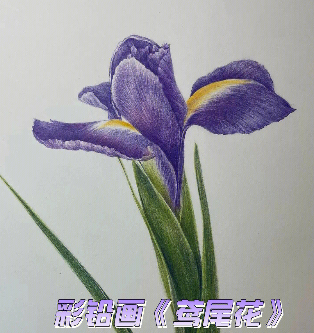 彩铅画61花卉素材