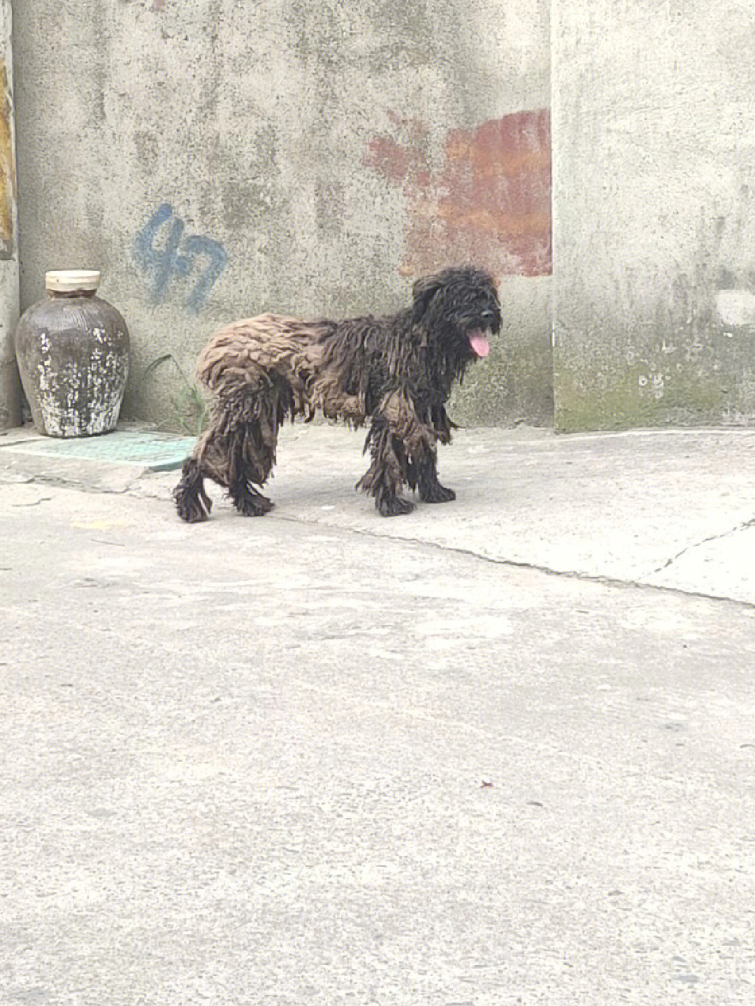 在临平区崇贤街道大安村发现黑色贵宾流浪狗