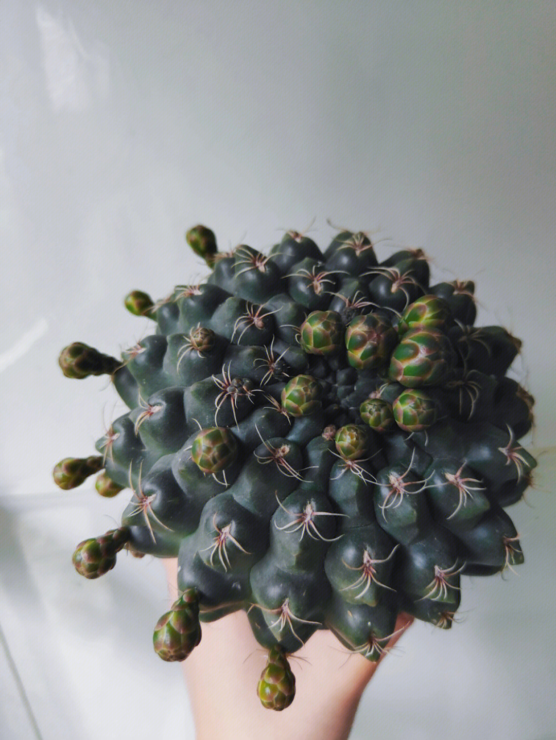 飞花玉雪简谱图片