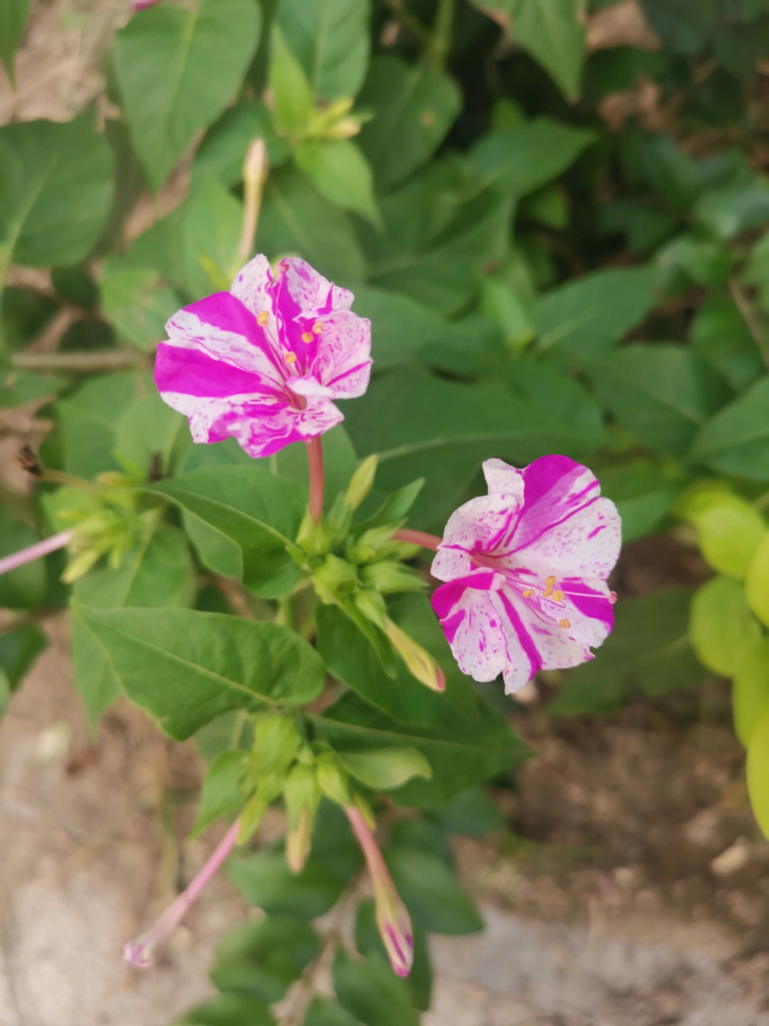 紫茉莉