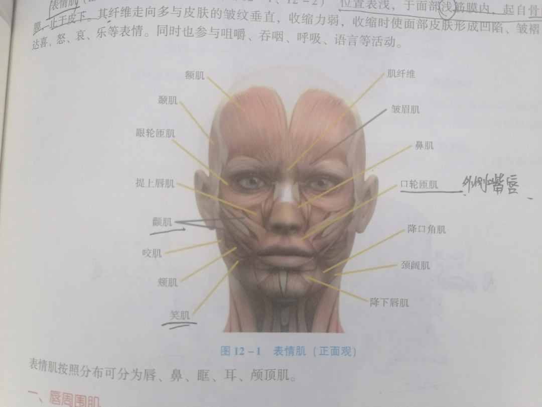 温习肌肉之表情肌