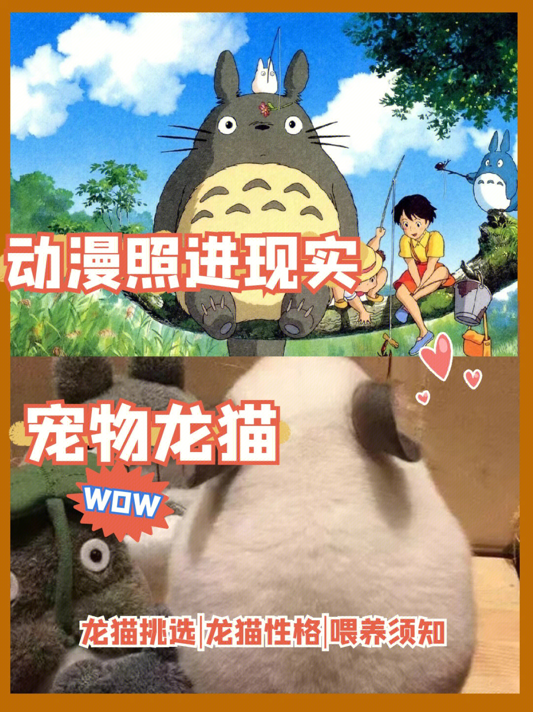 当动漫照进现实77龙猫到底是什么猫