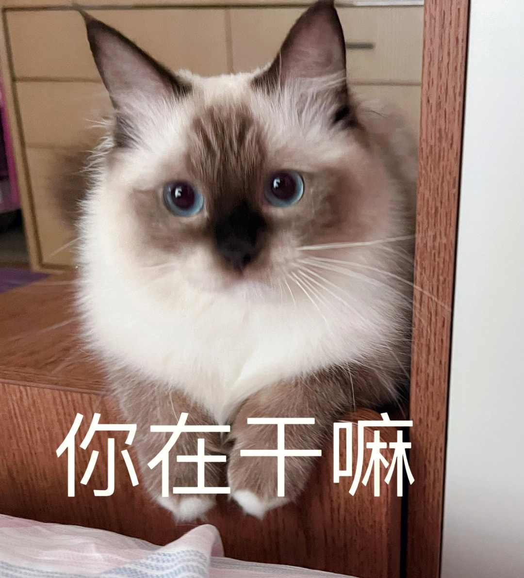 布偶猴子表情包图片