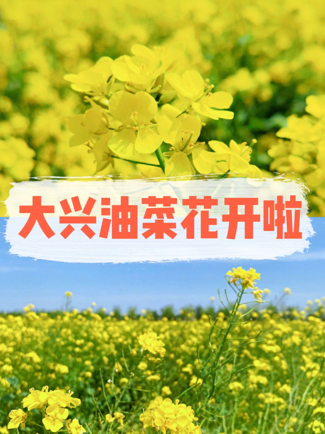 大兴油菜花节门票图片