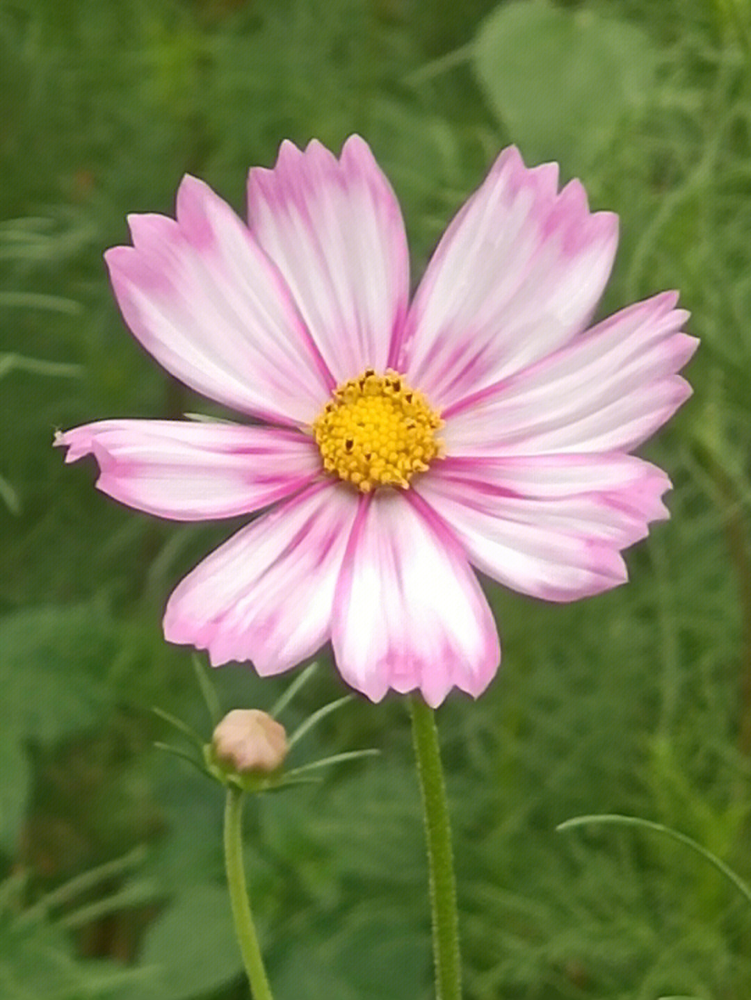 秋英花苹果手机壁纸图片