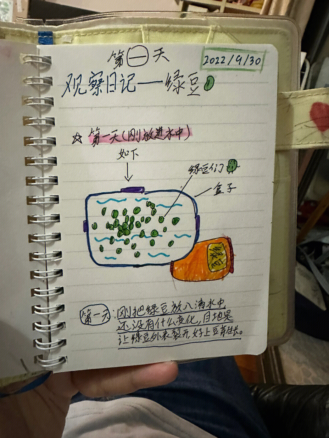 绿豆观察日记10天图片图片