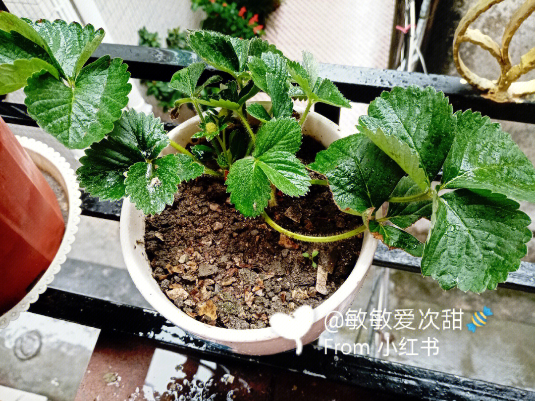 花子君被种草莓图片图片