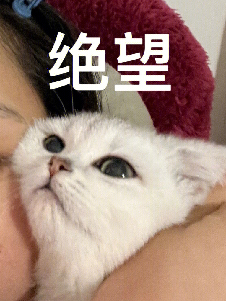 裂开表情包 猫猫图片