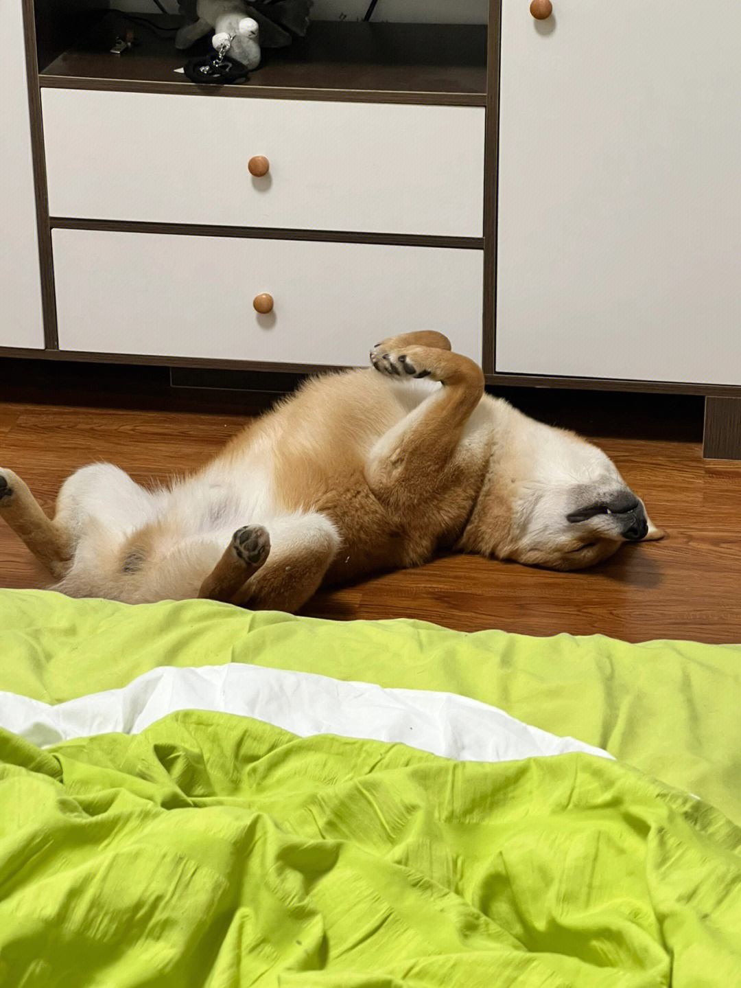 狗狗睡姿势图片